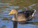 Greylag Goose (WWT Slimbridge November 2013) - pic by Nigel Key