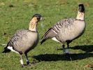 Hawaiian Goose (WWT Slimbridge 23/11/13) ©Nigel Key