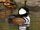 Hooded Merganser (WWT Slimbridge 23/11/13) ©Nigel Key