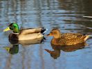 Mallard (WWT Slimbridge November 2013) - pic by Nigel Key