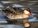 Red-Billed Teal (WWT Slimbridge 23/11/13) ©Nigel Key