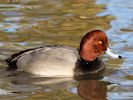 Redhead (WWT Slimbridge November 2013) - pic by Nigel Key