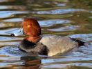 Redhead (WWT Slimbridge November 2013) - pic by Nigel Key