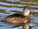 Ring-Necked Duck (WWT Slimbridge November 2013) - pic by Nigel Key