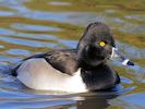 Ring-Necked Duck (WWT Slimbridge November 2013) - pic by Nigel Key