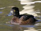 Tufted Duck (WWT Slimbridge 23/11/13) ©Nigel Key