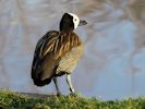 White-Faced Whistling Duck (WWT Slimbridge 23/11/13) ©Nigel Key