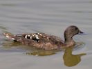 African Black Duck (WWT Slimbridge 25/05/13) ©Nigel Key