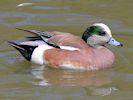 American Wigeon (WWT Slimbridge 25/05/13) ©Nigel Key