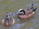 American Wigeon (WWT Slimbridge 25/05/13) ©Nigel Key