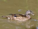 American Wood Duck (WWT Slimbridge 25/05/13) ©Nigel Key