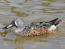 Australian Shoveler (WWT Slimbridge 25/05/13) ©Nigel Key