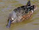 Australian Shoveler (WWT Slimbridge 25/05/13) ©Nigel Key