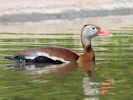 Black-Bellied Whistling Duck (WWT Slimbridge 25/05/13) ©Nigel Key