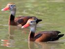 Black-Bellied Whistling Duck (WWT Slimbridge 25/05/13) ©Nigel Key