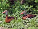 Black-Bellied Whistling Duck (WWT Slimbridge 25/05/13) ©Nigel Key