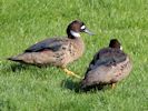 Bronze-Winged Duck (WWT Slimbridge 25/05/13) ©Nigel Key