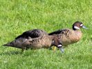 Bronze-Winged Duck (WWT Slimbridge 25/05/13) ©Nigel Key