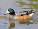 Chiloe Wigeon (WWT Slimbridge 25/05/13) ©Nigel Key