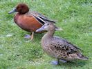 Cinnamon Teal (WWT Slimbridge 25/05/13) ©Nigel Key