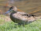 Cinnamon Teal (WWT Slimbridge 25/05/13) ©Nigel Key