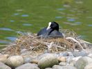 Coot (WWT Slimbridge 2013) - pic by Nigel Key