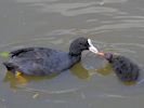 Coot (WWT Slimbridge May 2013) - pic by Nigel Key