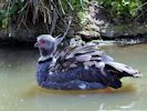 Crested Screamer (WWT Slimbridge 25/05/13) ©Nigel Key