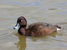 Hardhead (WWT Slimbridge 25/05/13) ©Nigel Key