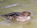 Hooded Merganser (WWT Slimbridge 25/05/13) ©Nigel Key