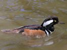 Hooded Merganser (WWT Slimbridge 25/05/13) ©Nigel Key