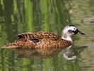 Laysan Duck (WWT Slimbridge 25/05/13) ©Nigel Key