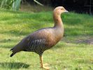 Magellan Goose (WWT Slimbridge May 2013) - pic by Nigel Key