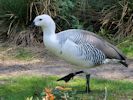 Magellan Goose (WWT Slimbridge May 2013) - pic by Nigel Key