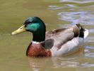 Mallard (WWT Slimbridge 25/05/13) ©Nigel Key