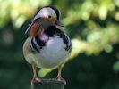 Mandarin (WWT Slimbridge 25/05/13) ©Nigel Key