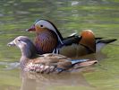 Mandarin Duck (WWT Slimbridge May 2013) - pic by Nigel Key