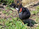 Moorhen (WWT Slimbridge 25/05/13) ©Nigel Key