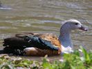 Orinoco Goose (WWT Slimbridge 25/05/13) ©Nigel Key