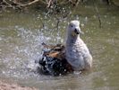 Orinoco Goose (WWT Slimbridge 25/05/13) ©Nigel Key