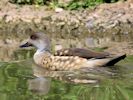 Patagonian Crested Duck (WWT Slimbridge 25/05/13) ©Nigel Key