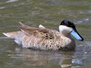 Puna Teal (WWT Slimbridge 25/05/13) ©Nigel Key