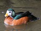 African Pygmy Goose (WWT Slimbridge 25/05/13) ©Nigel Key