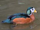 African Pygmy Goose (WWT Slimbridge 25/05/13) ©Nigel Key