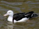 Radjah Shelduck (WWT Slimbridge 25/05/13) ©Nigel Key