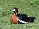 Red-Breasted Goose (WWT Slimbridge May 2013) - pic by Nigel Key