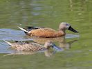 Red Shoveler (WWT Slimbridge 25/05/13) ©Nigel Key