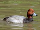 Redhead (WWT Slimbridge May 2013) - pic by Nigel Key