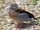 Ringed Teal (WWT Slimbridge 25/05/13) ©Nigel Key