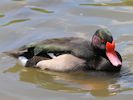 Rosybill (WWT Slimbridge 25/05/13) ©Nigel Key